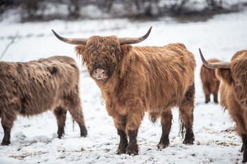 Highland Rinder