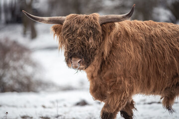 Highland Rinder