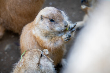 プレーリードッグの近影