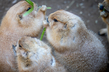 プレーリードッグの近影