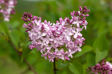 Common Lilac (Syringa vulgaris) cultivar