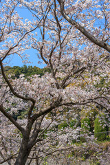 桜の花　春のイメージ