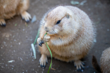 プレーリードッグの近影