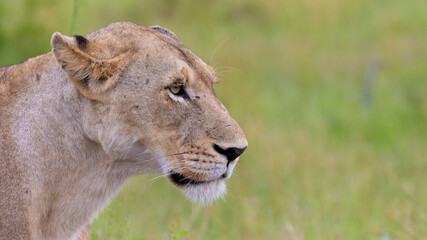 Side view of a lioness