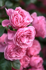 Fototapeta premium バラの花 屋外撮影