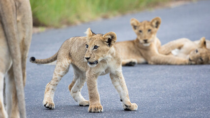 Playful lion cubs in Kruger