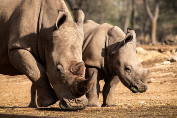 Naklejka premium Dzikie afrykańskie życie. Duży i mały afrykański biały nosorożec na sawannie w słoneczny dzień.