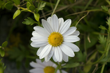 Fototapeta premium close up Siberian chrysanthemum in natural background.