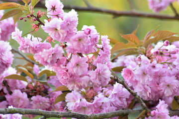 Blüten, Blumen, Sommer