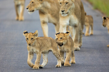 Playful lion cubs in Kruger