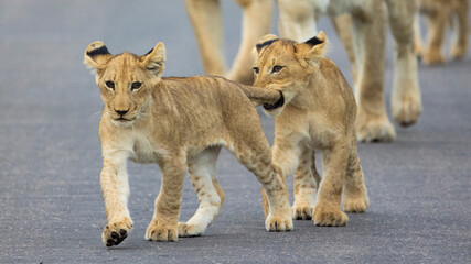 Playful lion cubs in Kruger