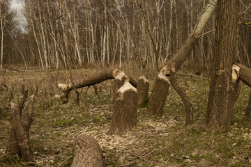 Wald Bäume abgeknickt 