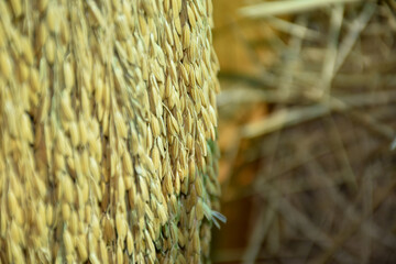 close up of  ppaddy rice