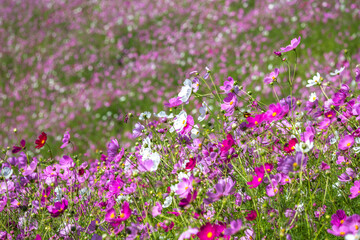 コスモス畑　秋のイメージ