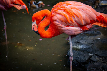 フラミンゴの近影