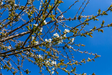 Frühling
