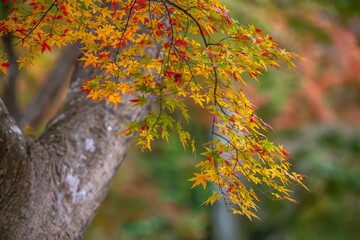 紅葉　秋の和風イメージ