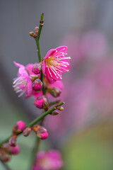 紅梅　初春イメージ