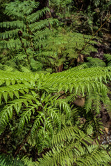 Fototapeta na wymiar Selective focus on green leaf of fern with blurred background