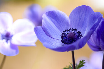 アネモネの花　春のイメージ