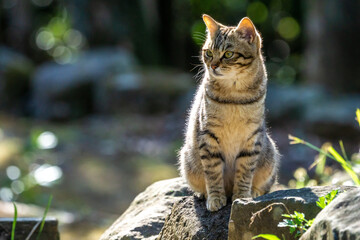 Obraz premium 野良猫のポートレート
