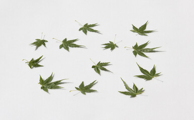 Fresh Green Maple leaves isolated white background.
