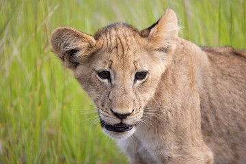 Fototapeta premium Portrait of a lion cub