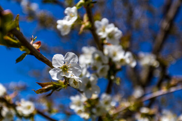 Fototapeta premium Blüte