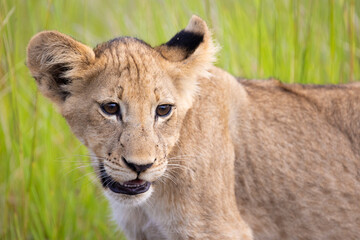 Fototapeta na wymiar Portrait of a lion cub
