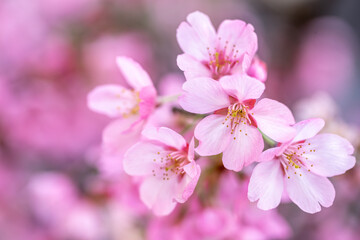 桜の花　春のイメージ