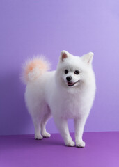 Fototapeta premium White Pomeranian dog sitting among purple background. Cute little spitz. Place for text