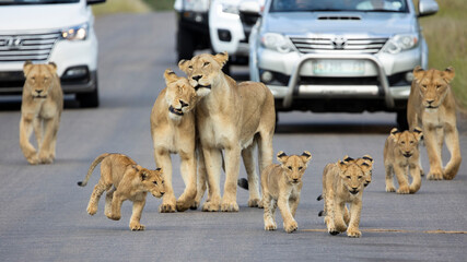 lion cubs in Kruger National Park