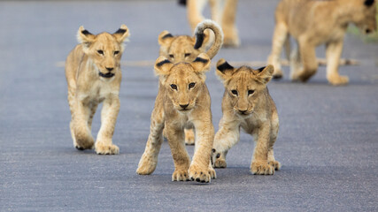 lion cubs in Kruger National Park