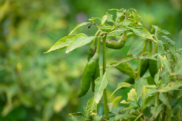 Fototapeta na wymiar Green chili peppers growing on tree in the garden