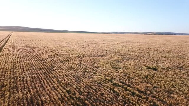 AERIAL FORWARD flight over a monocrop field in the sun