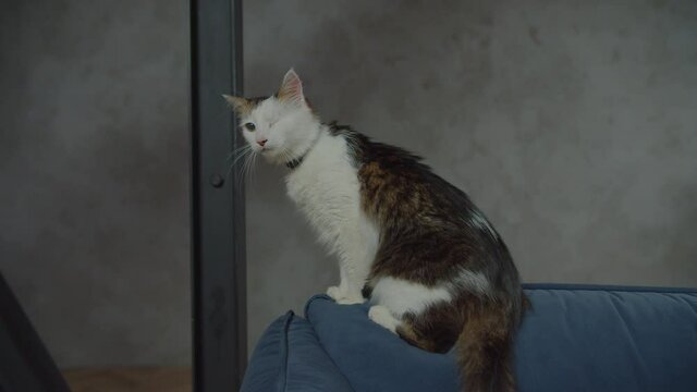 Portrait of lovely worried adopted from animal shelter fluffy one eyed male cat sitting on sofa, meowing attention soliciting and complaining while exploring and getting used to new home.