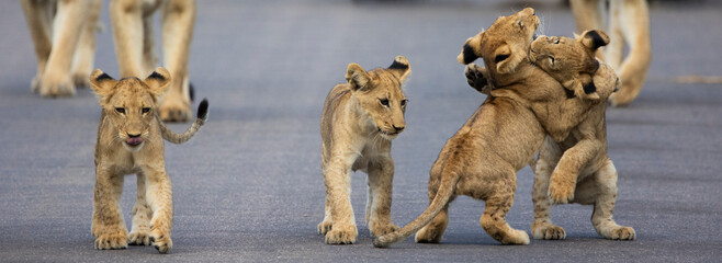 lion cubs in Kruger National Park - obrazy, fototapety, plakaty