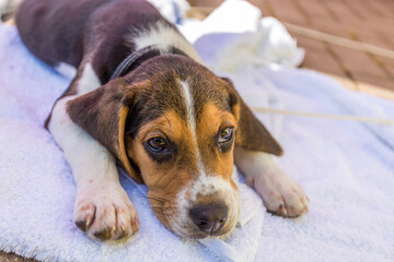Beagle