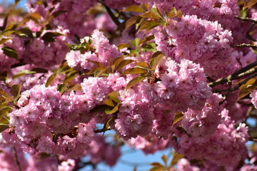 Blüten, Blumen, Sommer