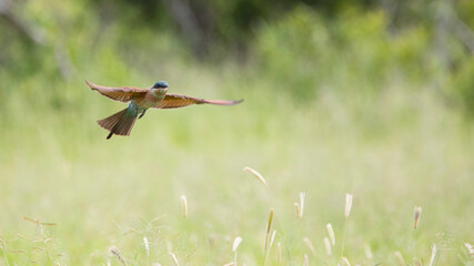 Southern carmine bee-eater