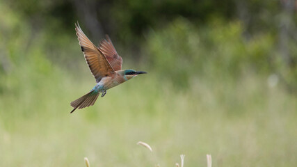 Southern carmine bee-eater