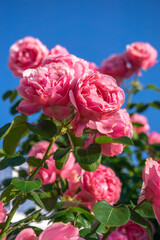 バラの花　屋外撮影