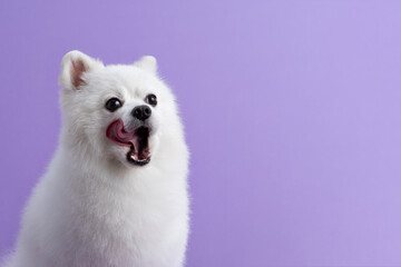 White Pomeranian dog sitting among purple background. Hungry dog licks its lips. Cute little spitz....
