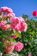 バラの花　屋外撮影