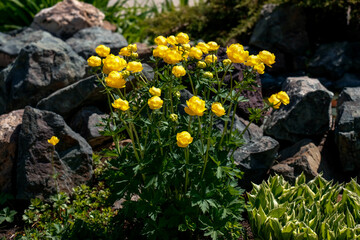 Globe-flower yellow flowers in landscape. Trollius europaeus