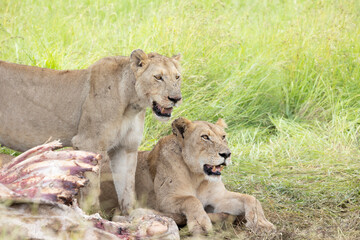 Lions feeding on a giraffe