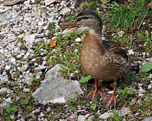 duck