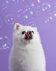 White pomeranian dog looks at bubble blower among purple background. Dog after bath. Cute little spitz. Grooming concept. Copy space - 407650897