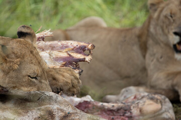 lions feeding on a giraffe