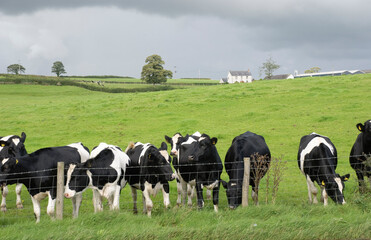 Dairy farm black and white cows